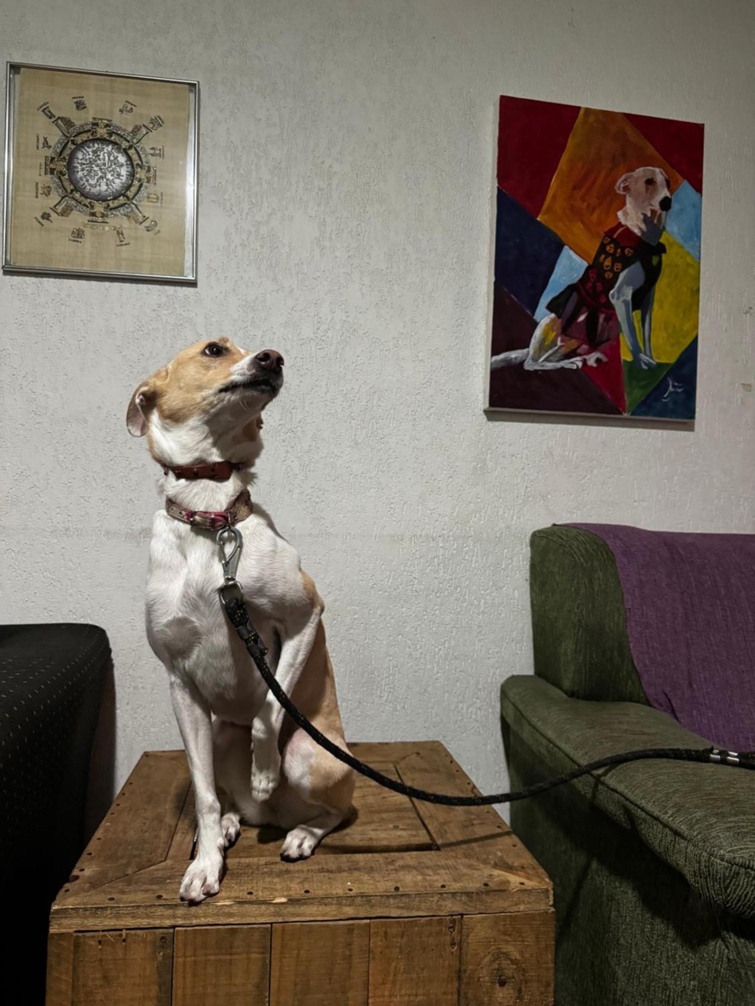 Nomade In Arte E Hostel Сао Паоло Екстериор снимка